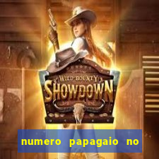 numero papagaio no jogo do bicho